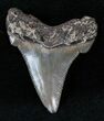 Nice Angustidens Tooth - Megalodon Ancestor #13068-1